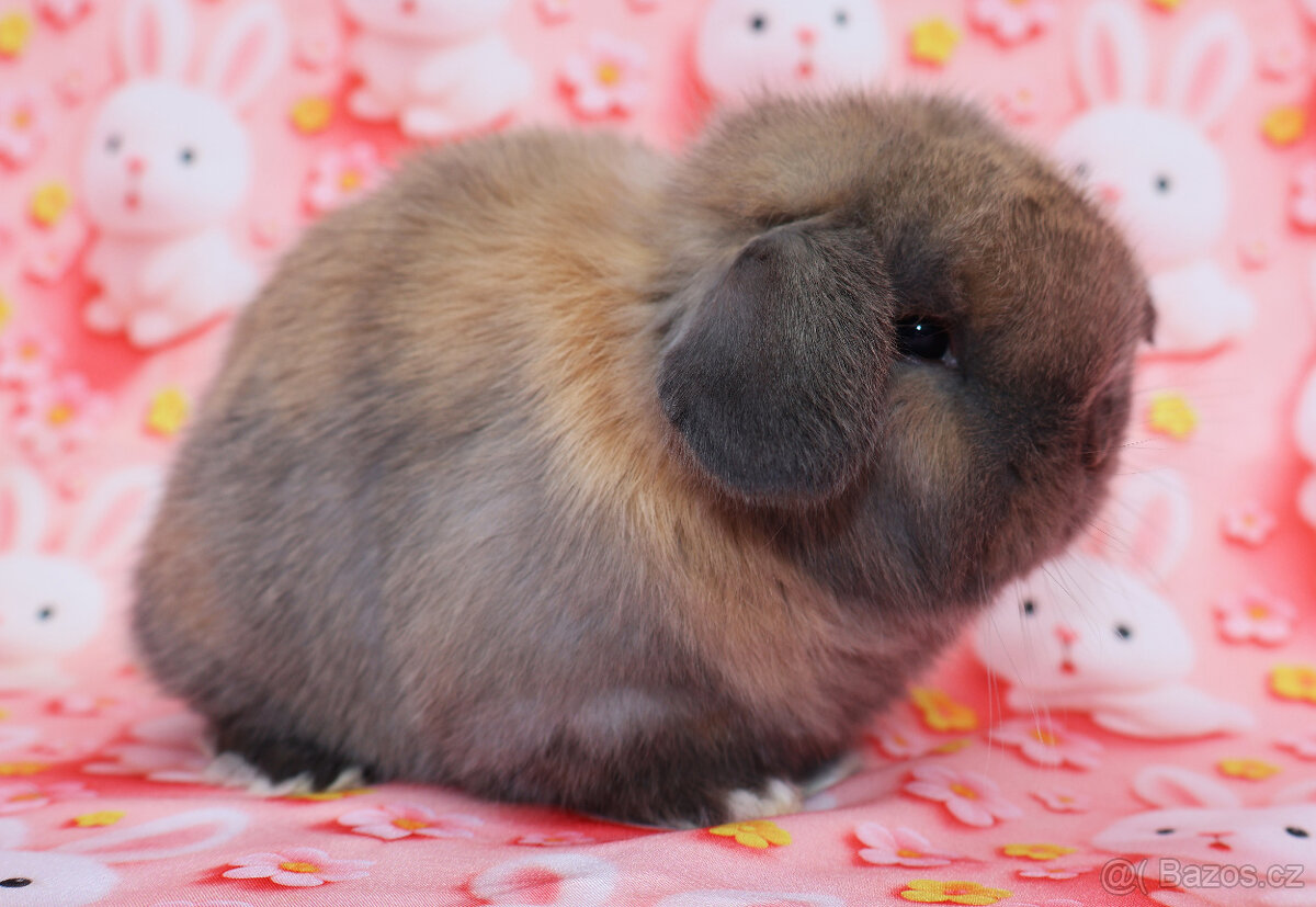 MiniLop beránek sameček . - 9