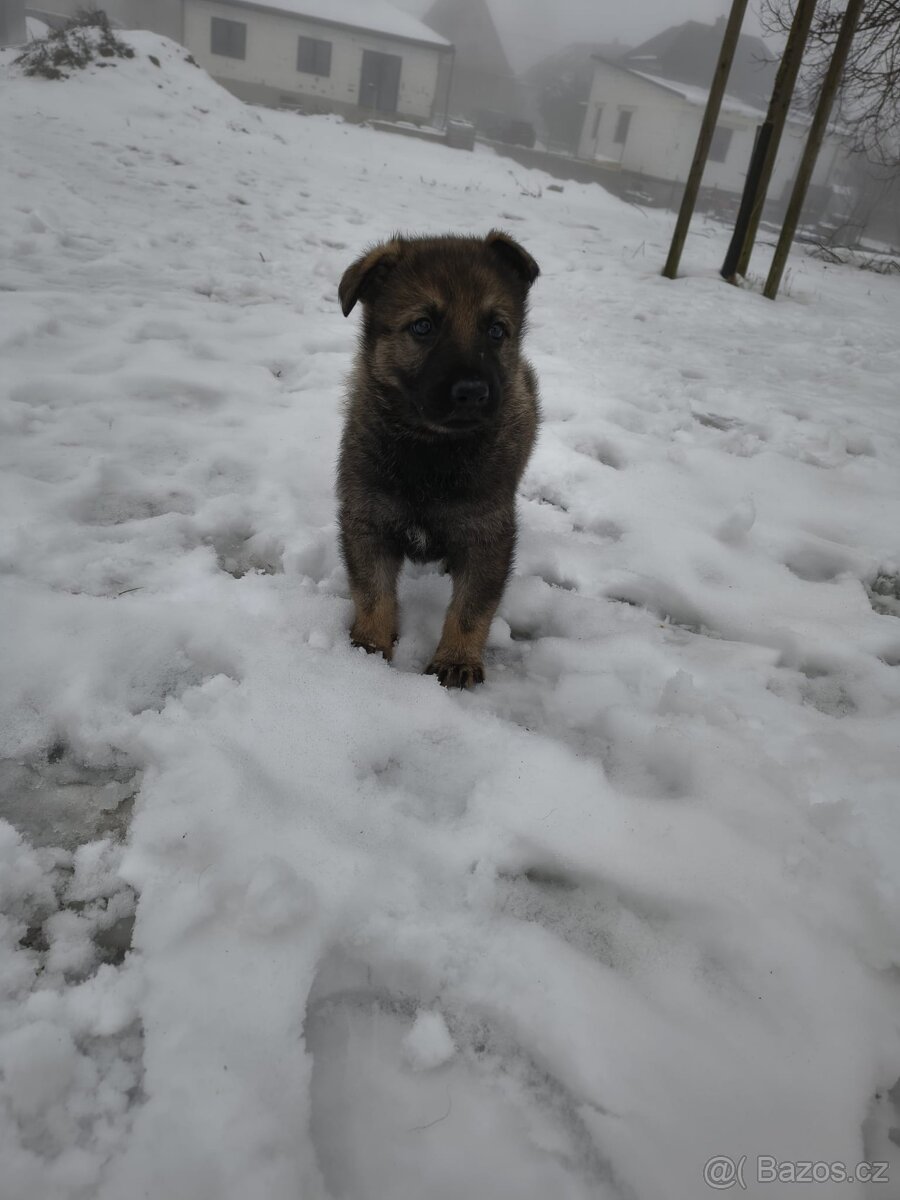 Německý ovčák - štěně s PP - 9