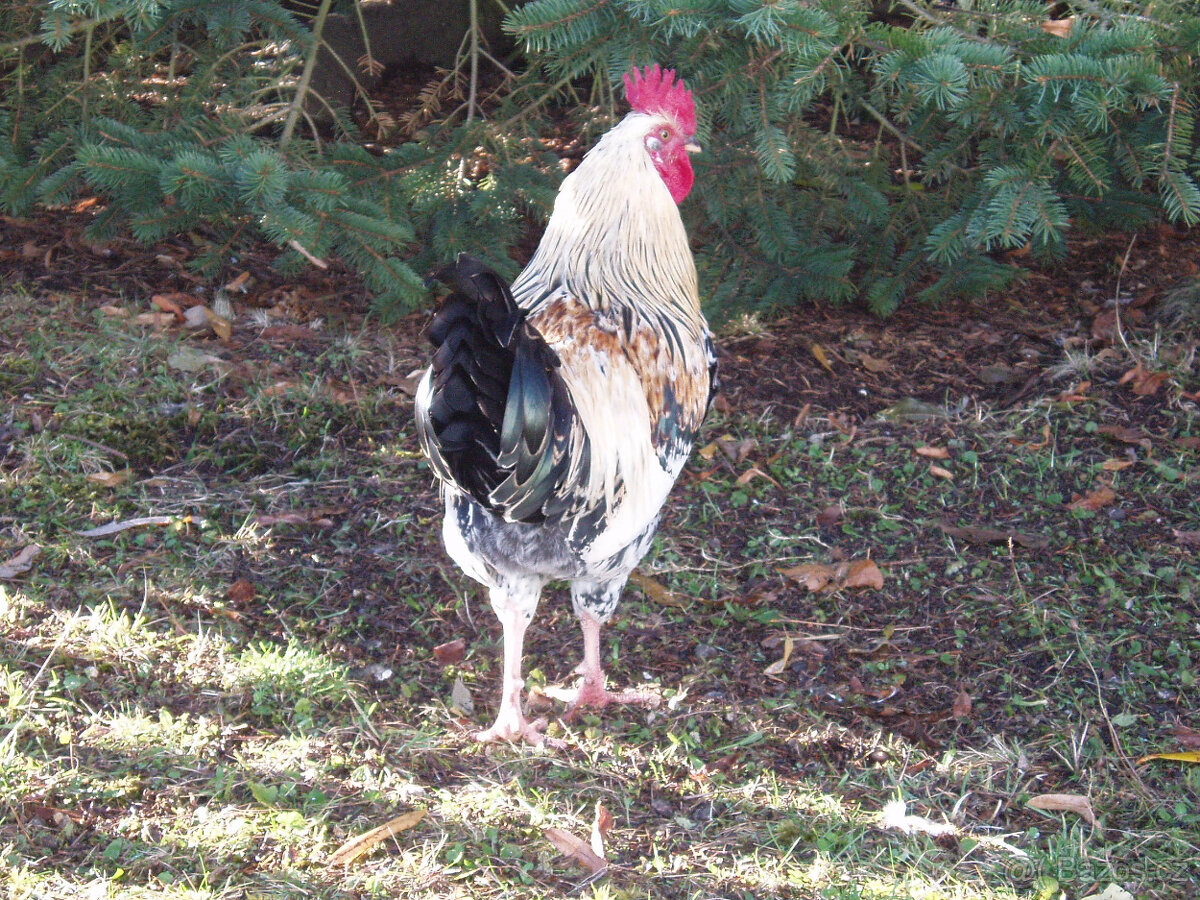 Prodám kohouta, kohoutky do chovu - 9