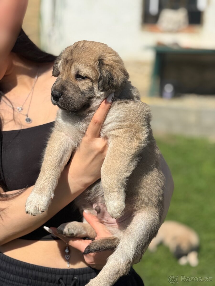 Štěňata - 9
