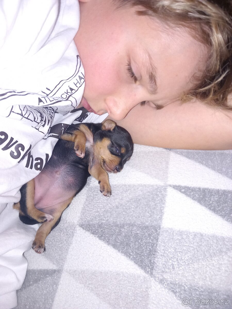 Pražský krysařík - 9