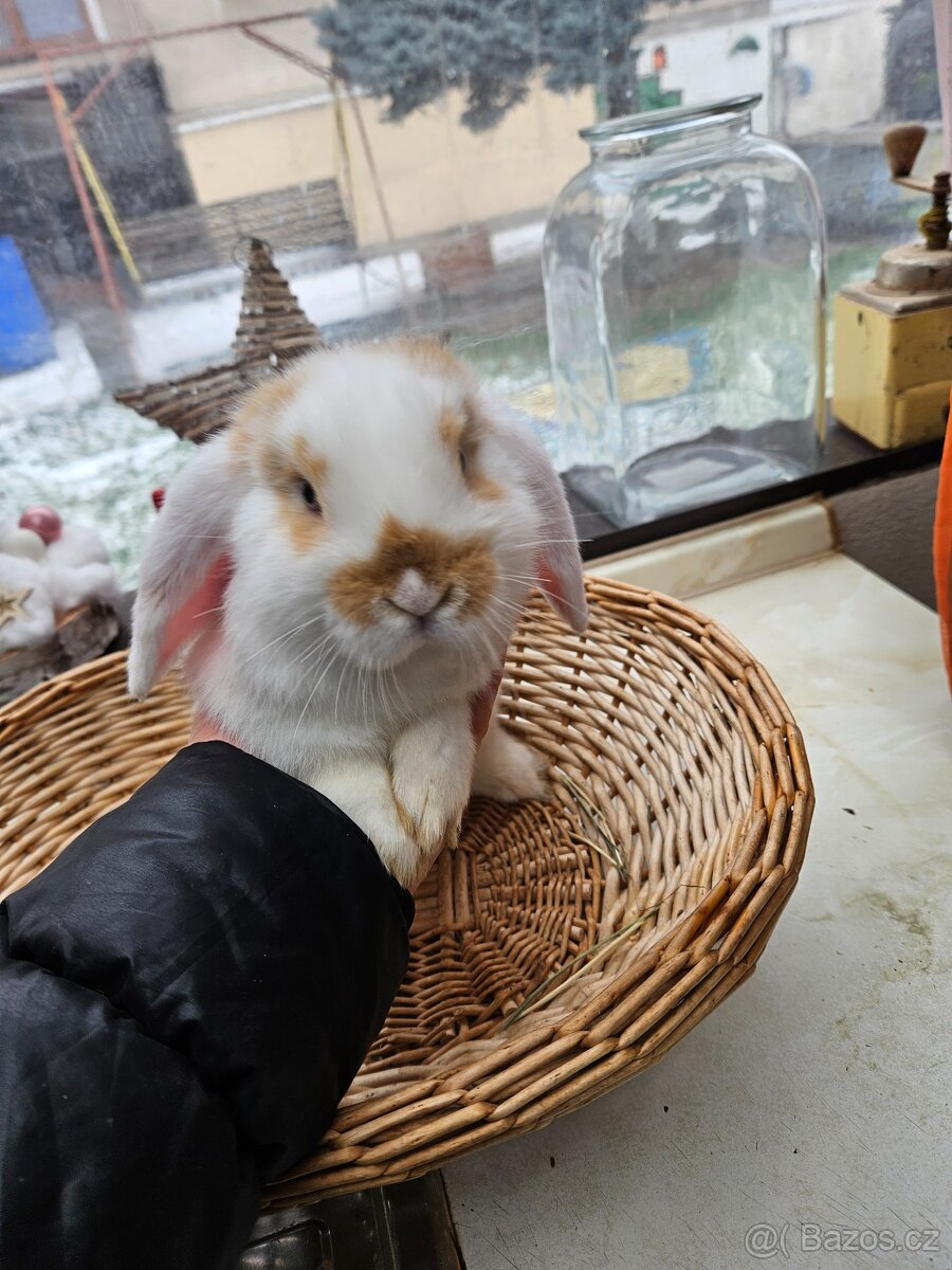 Zakrslý králík - 9