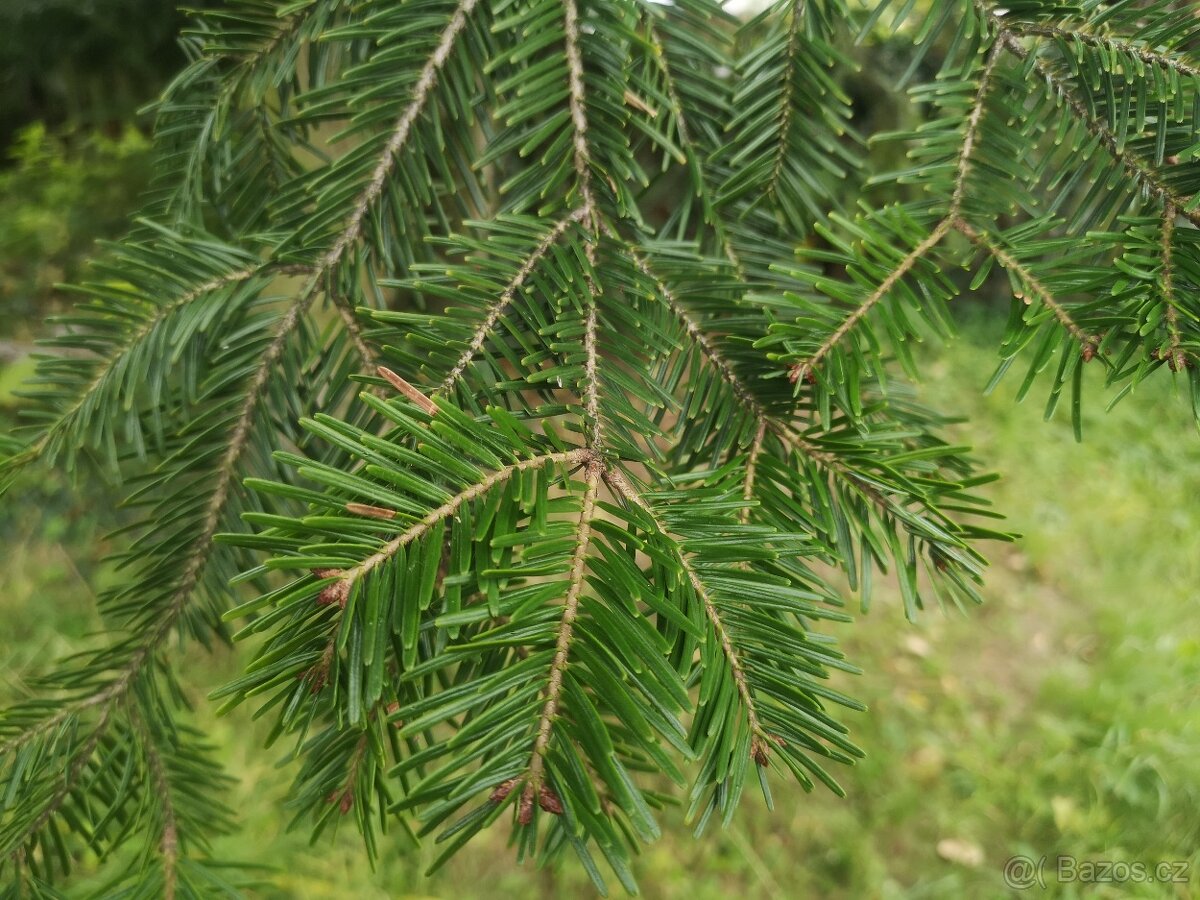 Prodám chvojí z jedle bělokoré - 9