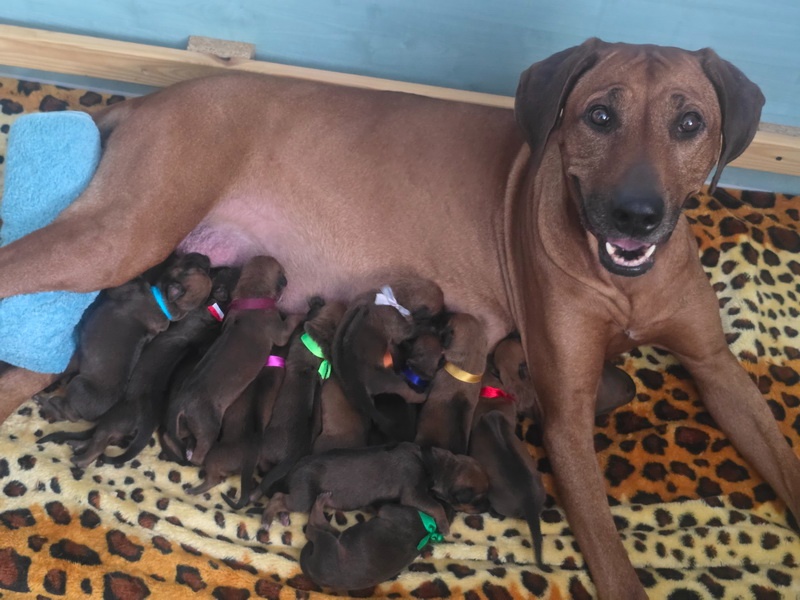 Štěňata rhodéského ridgebacka - 9