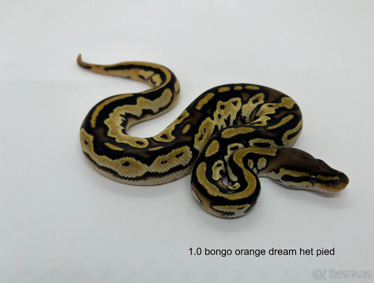 Krajta královská(Python regius) - 9