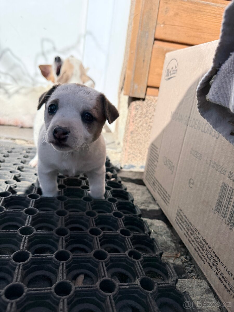 Jack russell teriér - 9