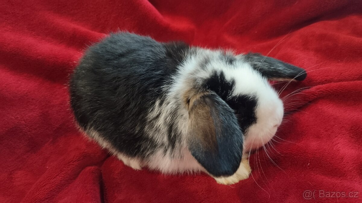 Zakrslý králík beránek - 9