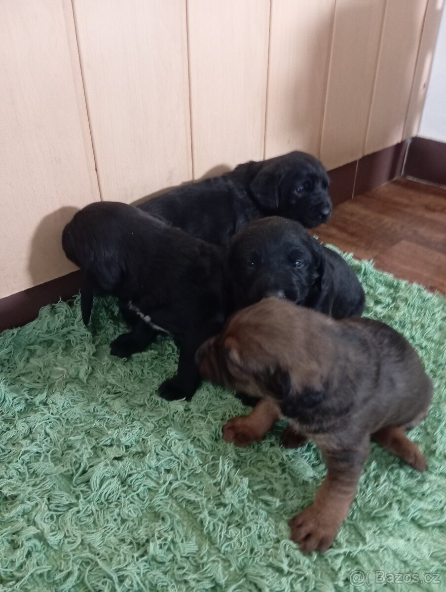 Nabízím štěňátka do dobrých rukou. - 9