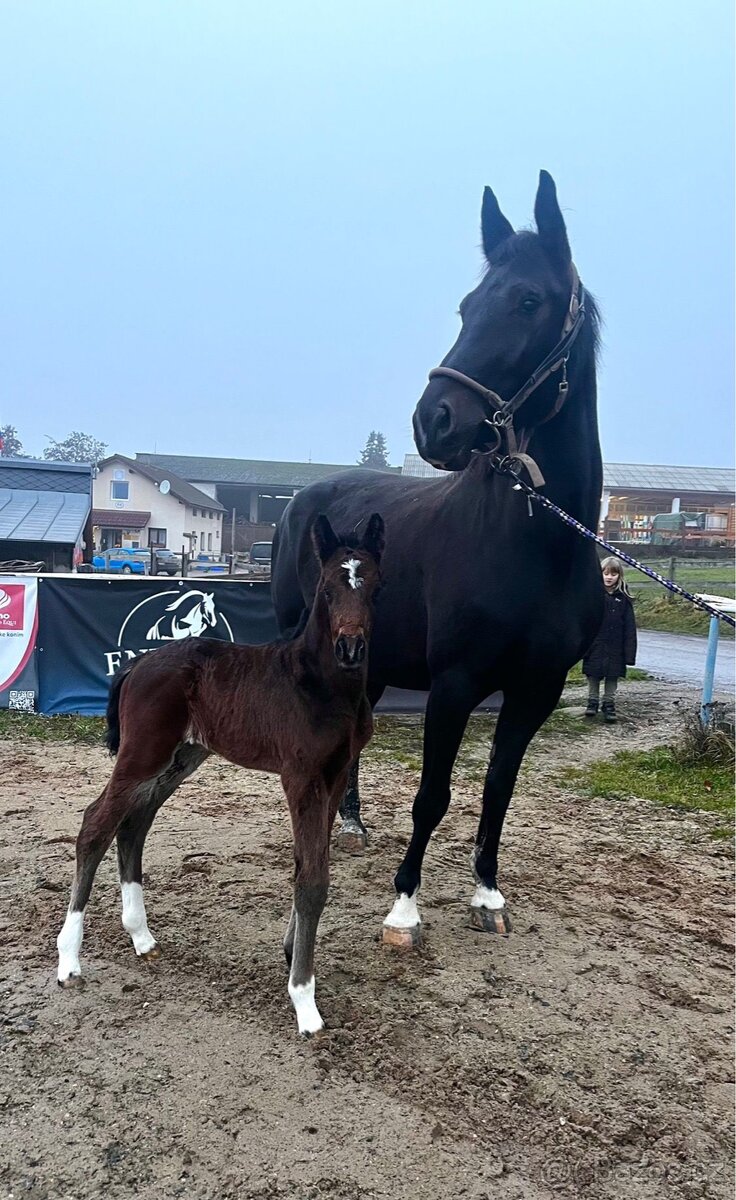 5letá ČT klisna na prodej - 9