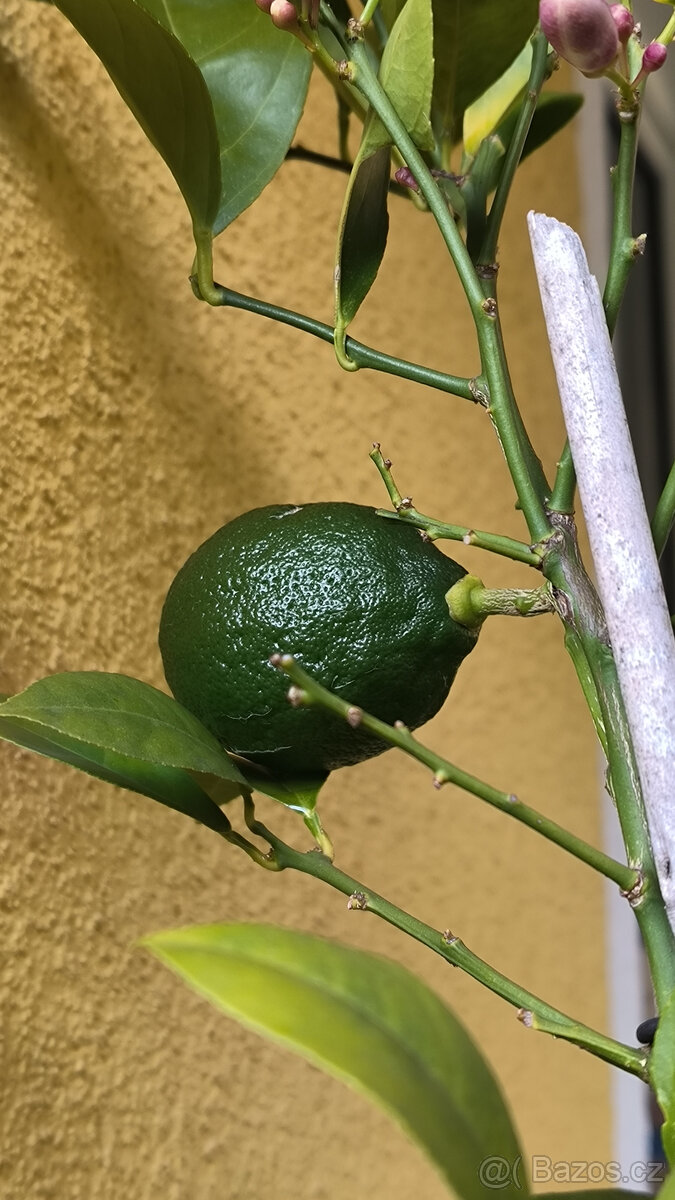 Prodám plodící citroník MEYER (č.68a) - 9