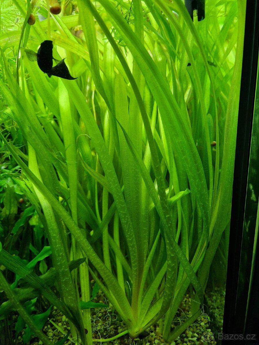 AKVARIJNÍ ROSTLINY -RŮŽKATEC - 9