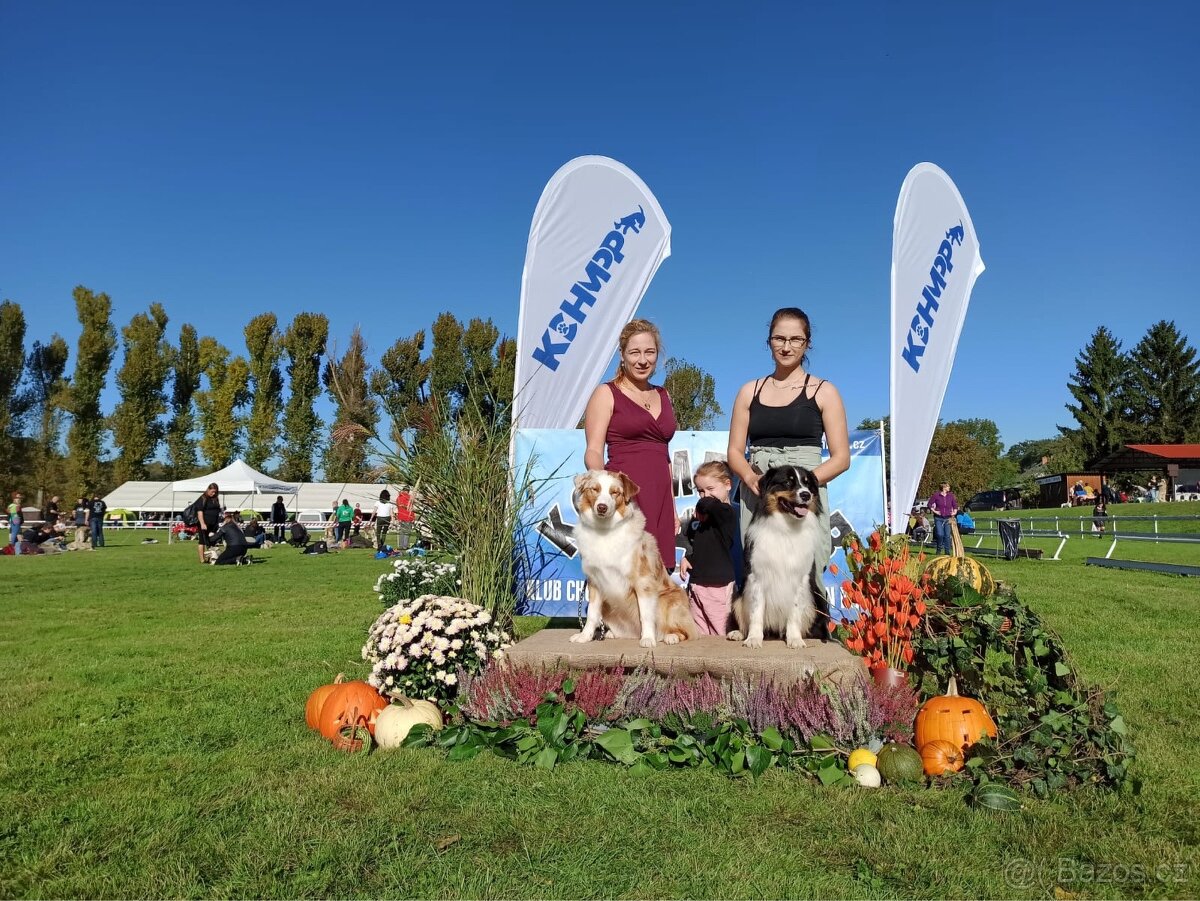 Krytí chovným psem- Australský ovčáka s PP - 9