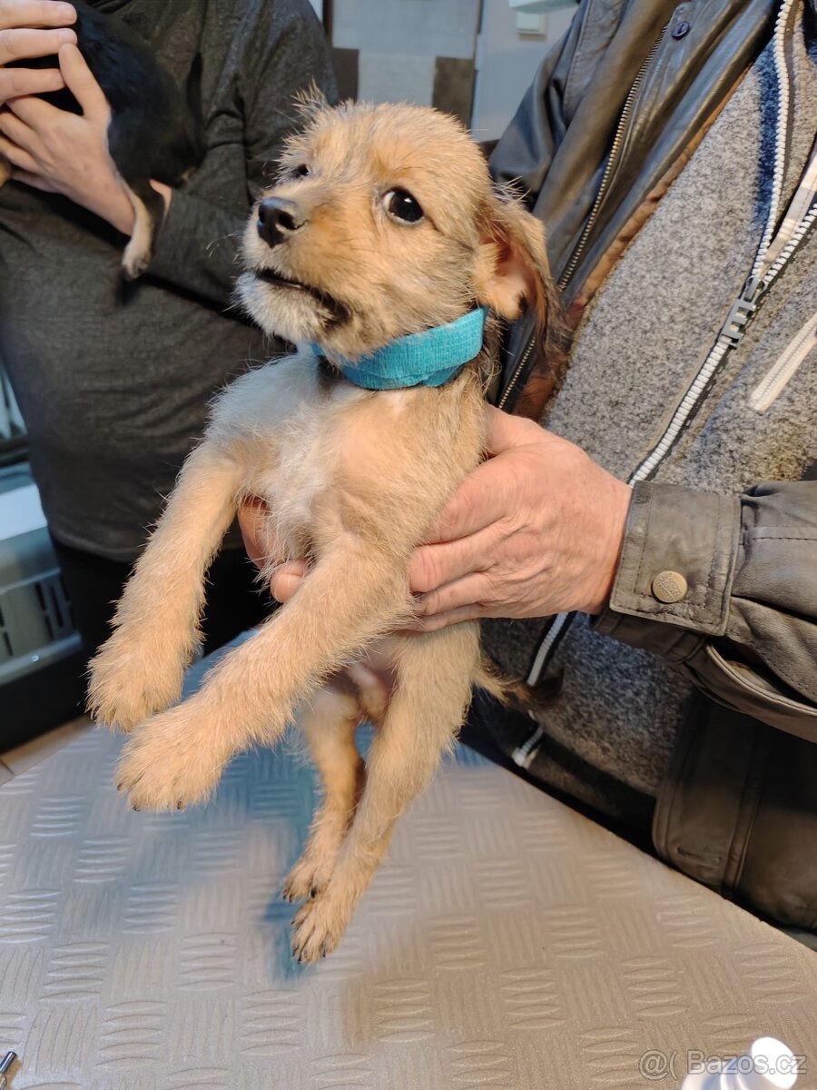 Prodám štěňata - 9