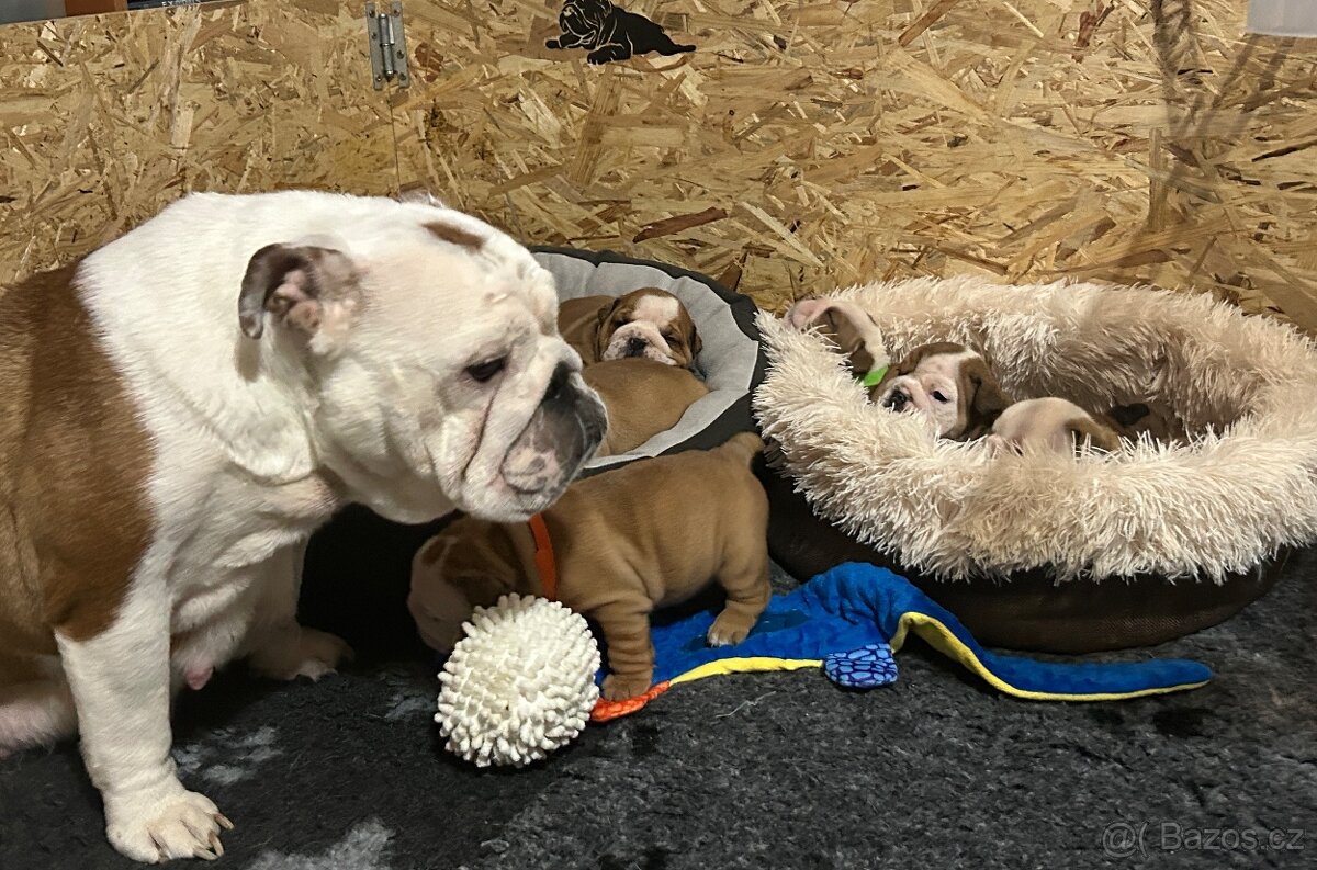 Anglický buldok s PP FCI - 9