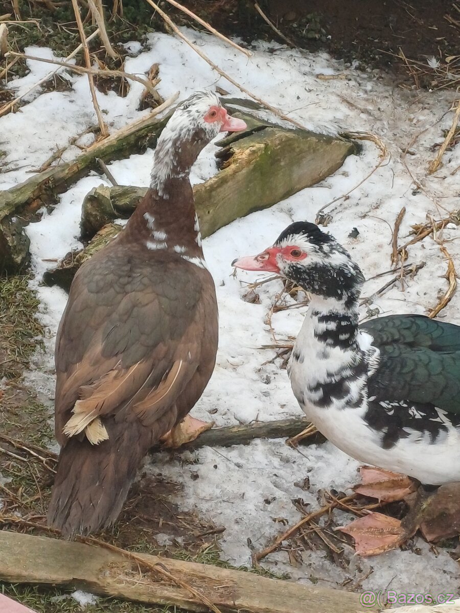 Kachna pižmová - 9