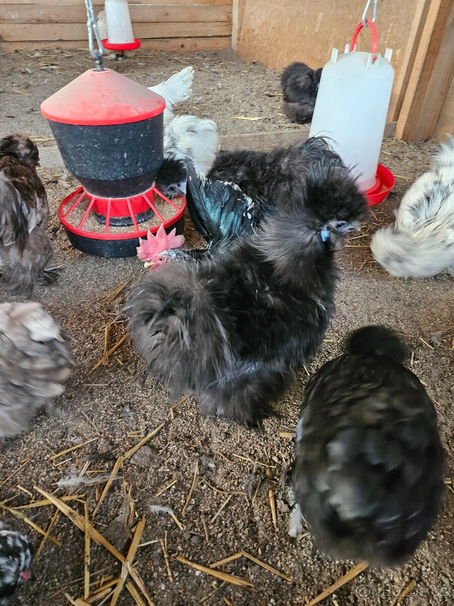 1+1 USA hedvábničky - 9