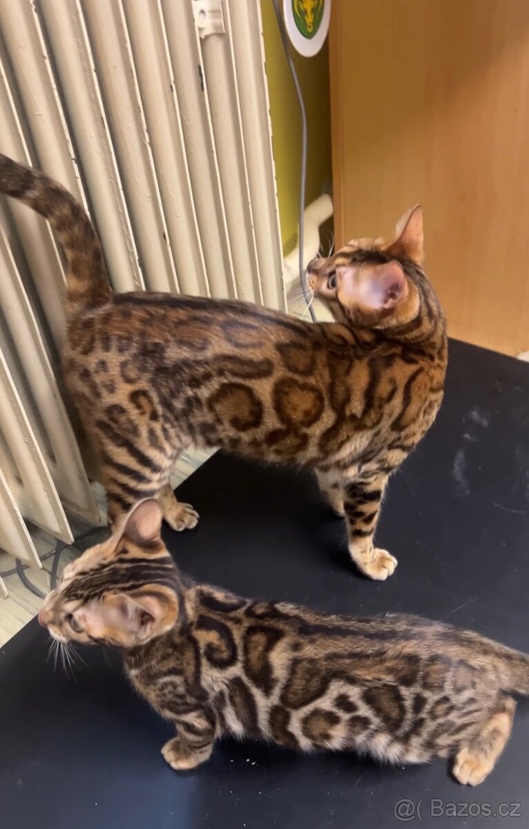 Bengálská kočička a kotě s PP - 9