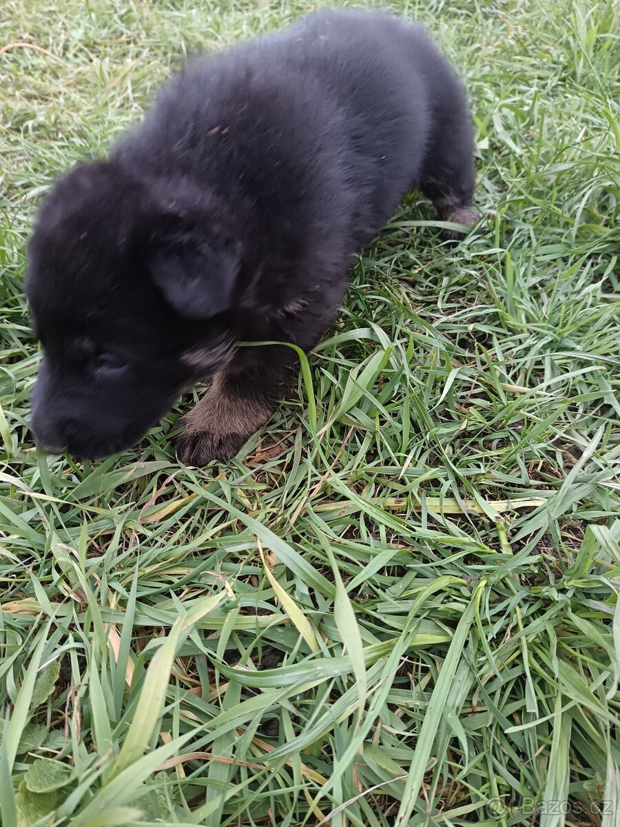 Nemecký ovčiak - 9