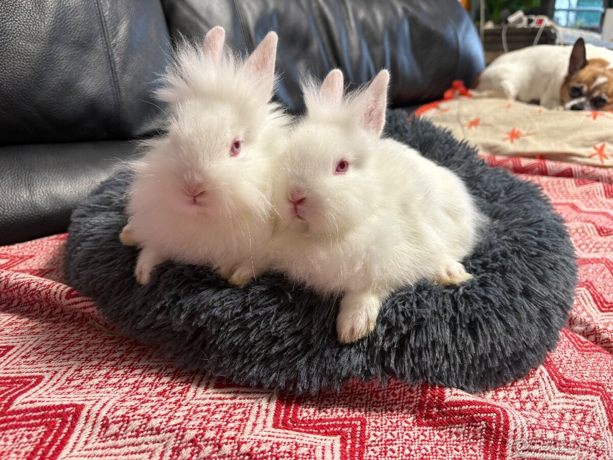 ZAKRSLÝ králíček - 🐰 Klucí ♥️ - 9