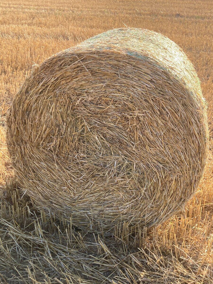 LIS NA BALÍKY MASCHIO ENTRY 120 - 9