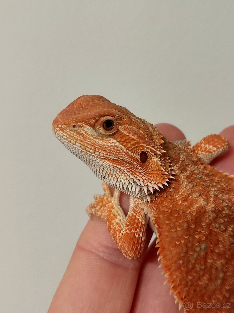 Agama vousatá - 9