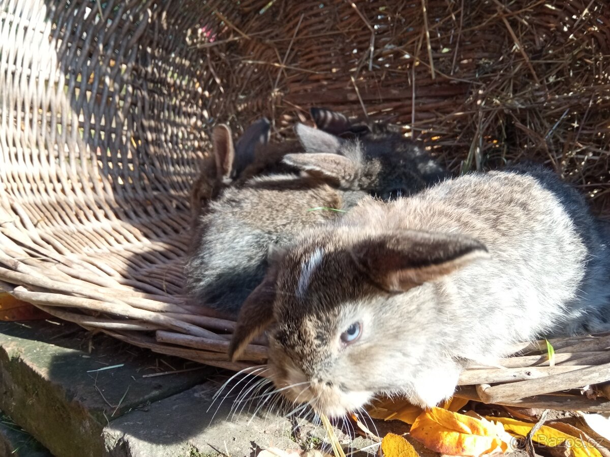 Zakrslý králík - 9