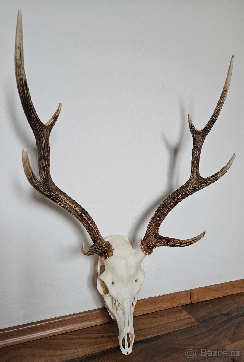 Lovecké trofeje - 9