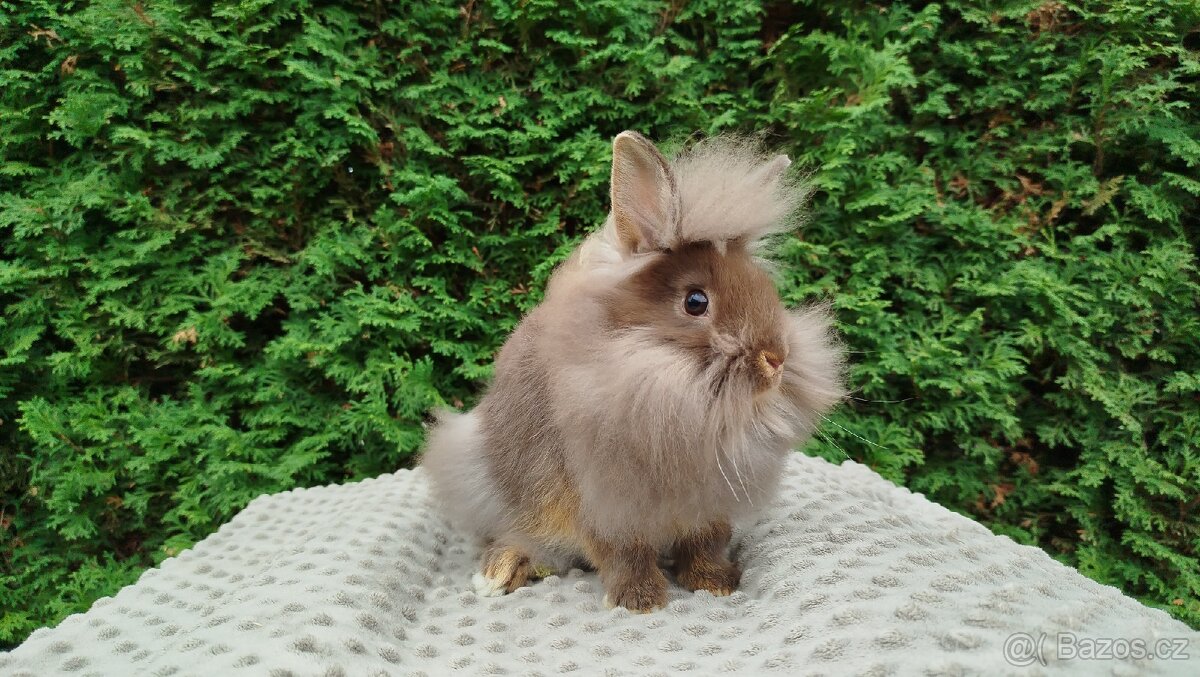 Zakrslý králík, králíček-(lvíček)-NATANIEL - 9