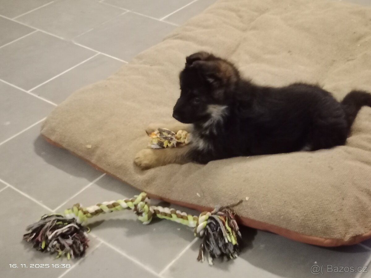 Německý ovčák štěňata - 9