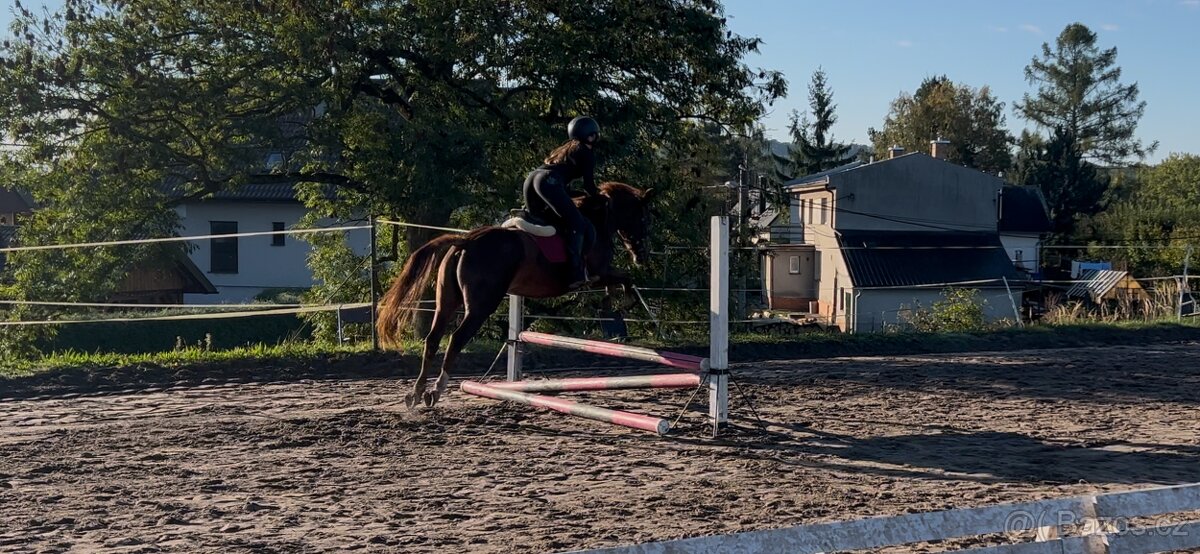 Tříletá klisna plemene slovenský sportovní pony - 9