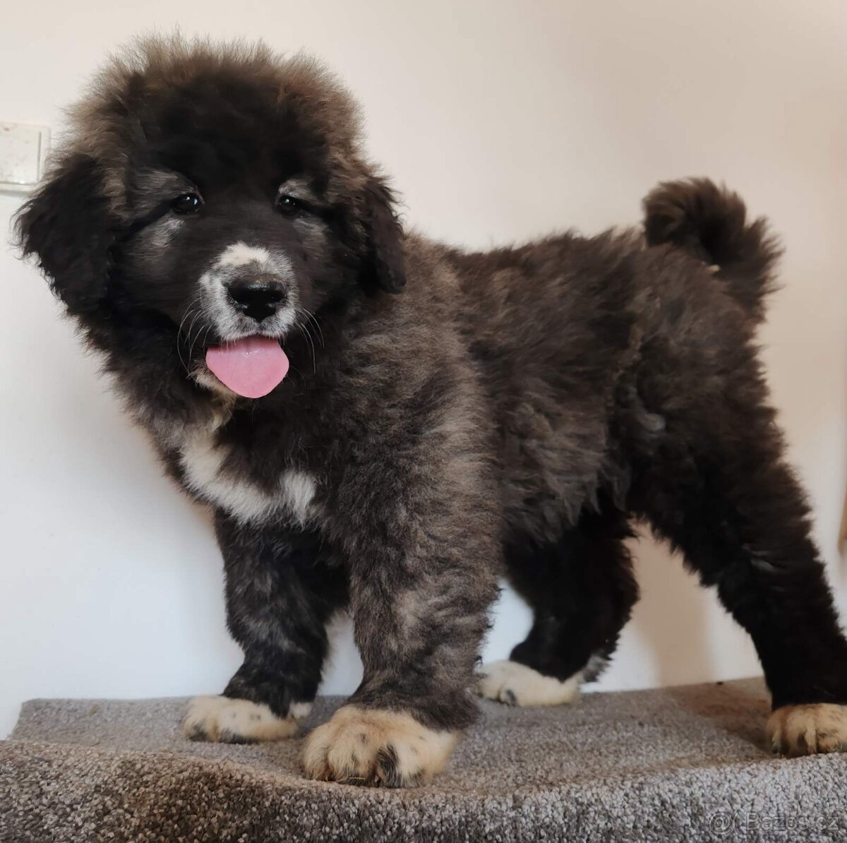 Kavkazský pastevecký pes s PP - 9