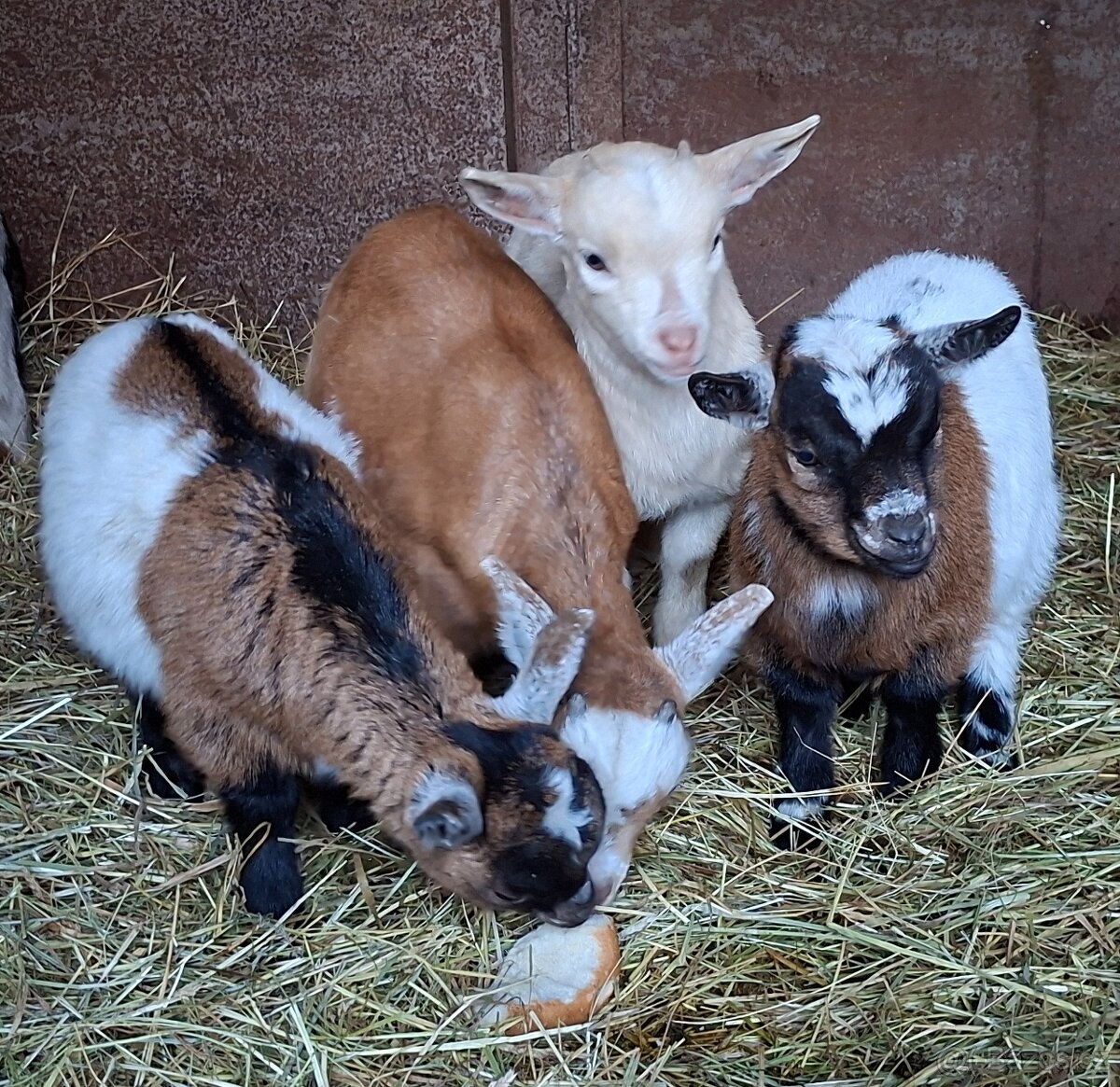 Holandská koza zakrsla - 9