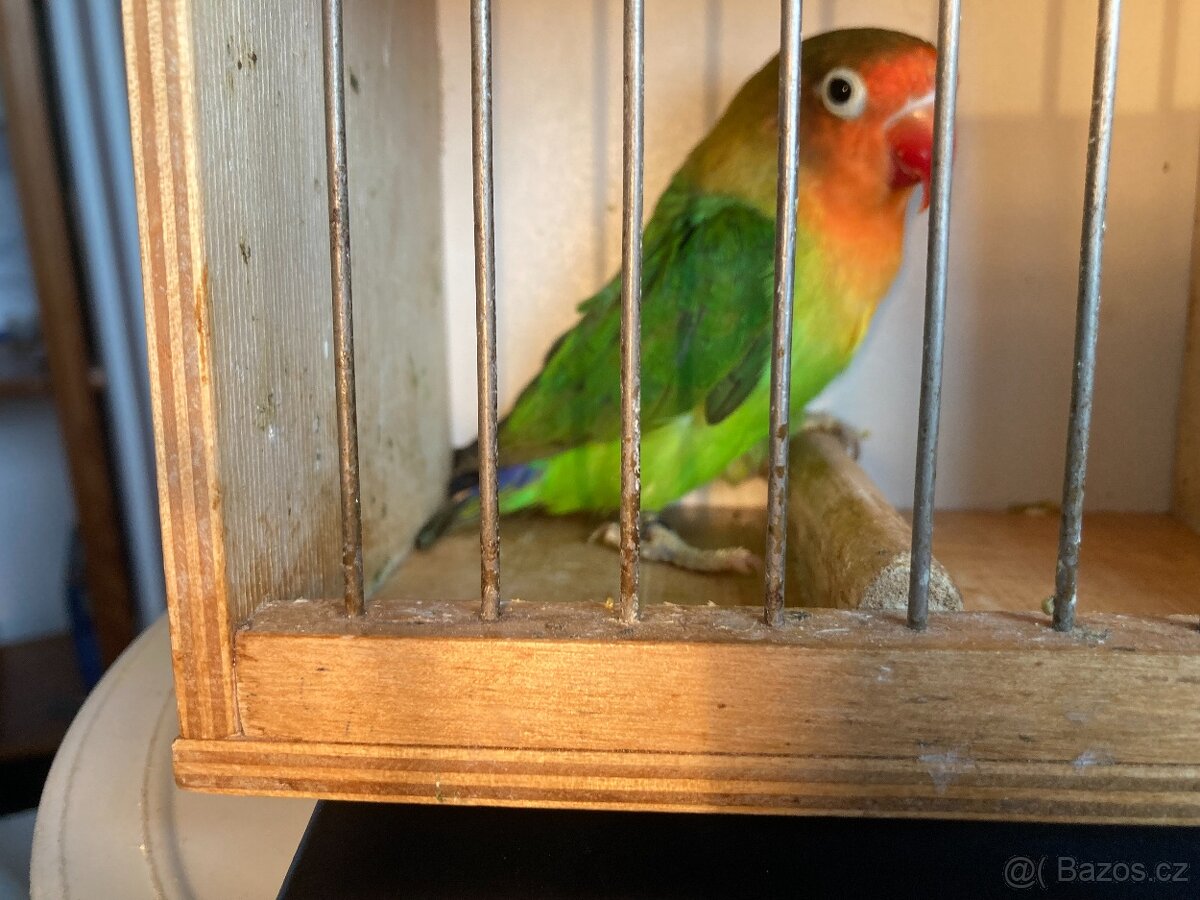 agapornis fischeri - 9