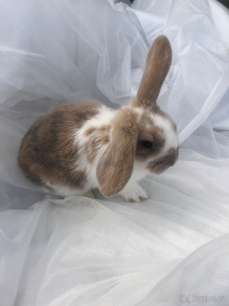 🐰 Rozkošní zakrslí beránci – holky & kluci, 9 týdnů 🐰 - 9