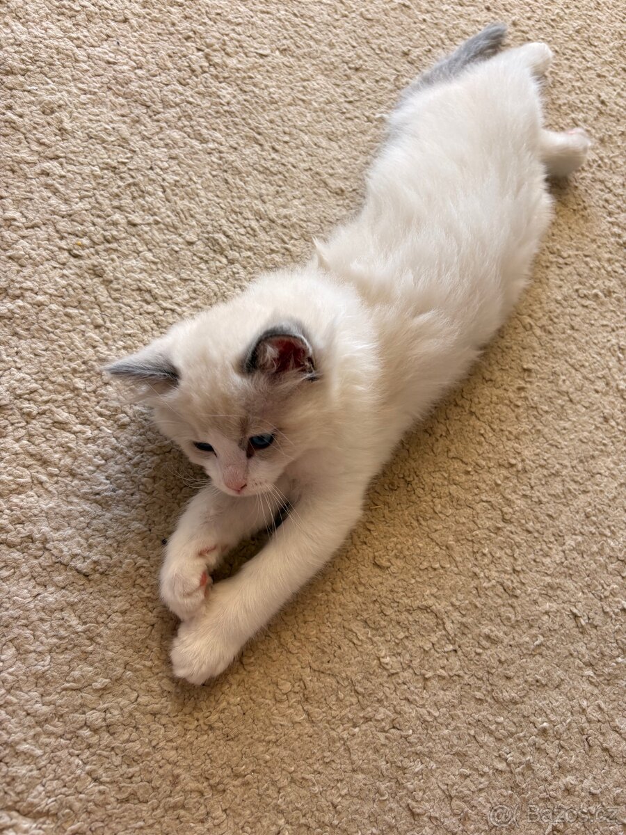 Krásný Kocourek Ragdoll - 9