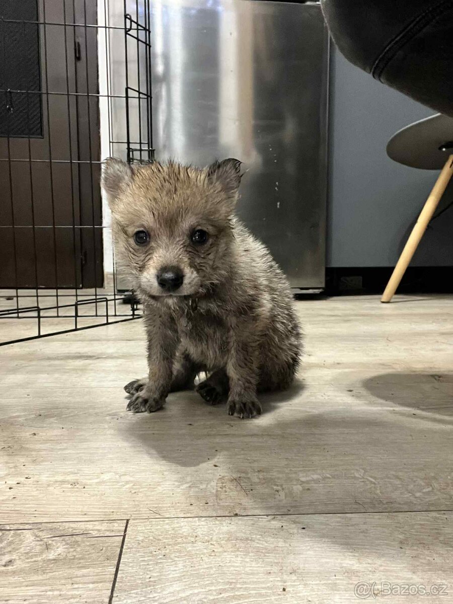 Československý vlčák - 9