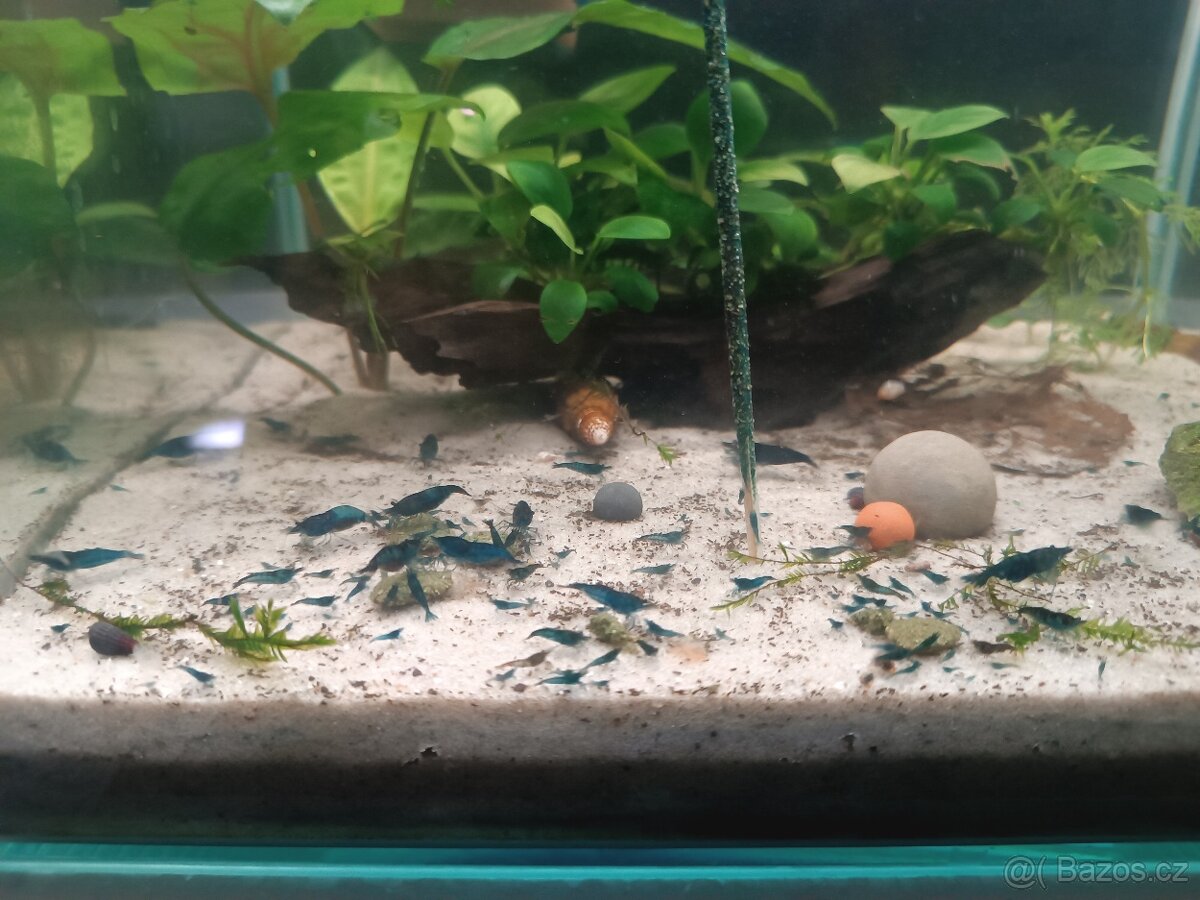 Krevetky Blue dream - 9