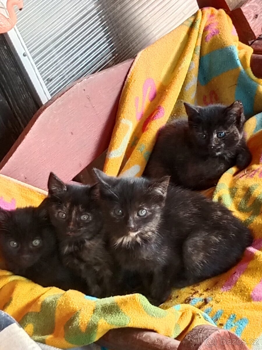 4 mala koťátka - 9