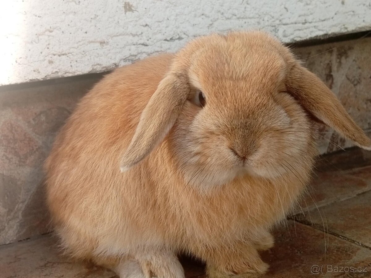 Volná samička - Anglický Zakrslý Beránek MiniLop🍑🧡 - 9