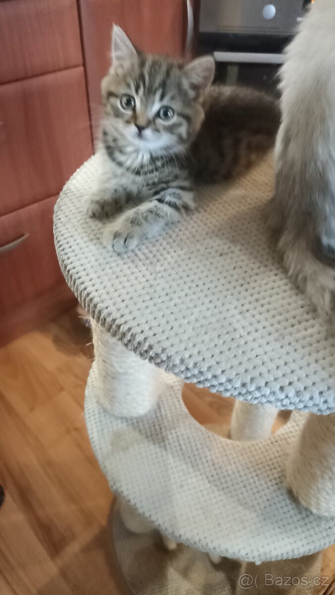 Britské whiskas kočičky s PP - 9