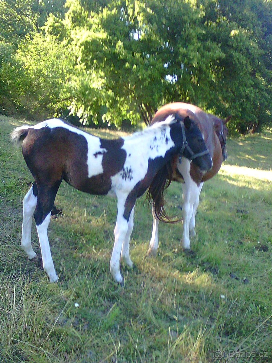 Prodám více koní - 9