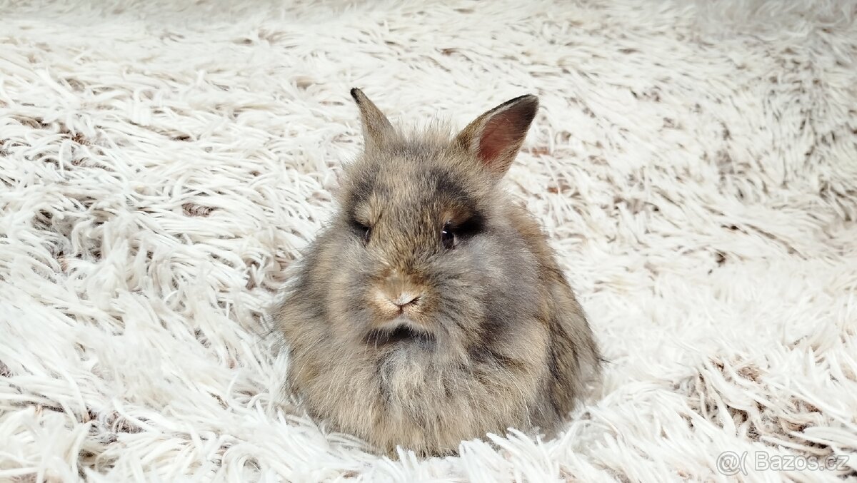 Zakrslý králík, králíček - HARRY - 9