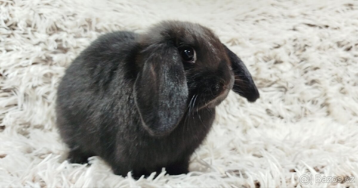 Zakrslý beránek, králíček, králík - BIBI - 9