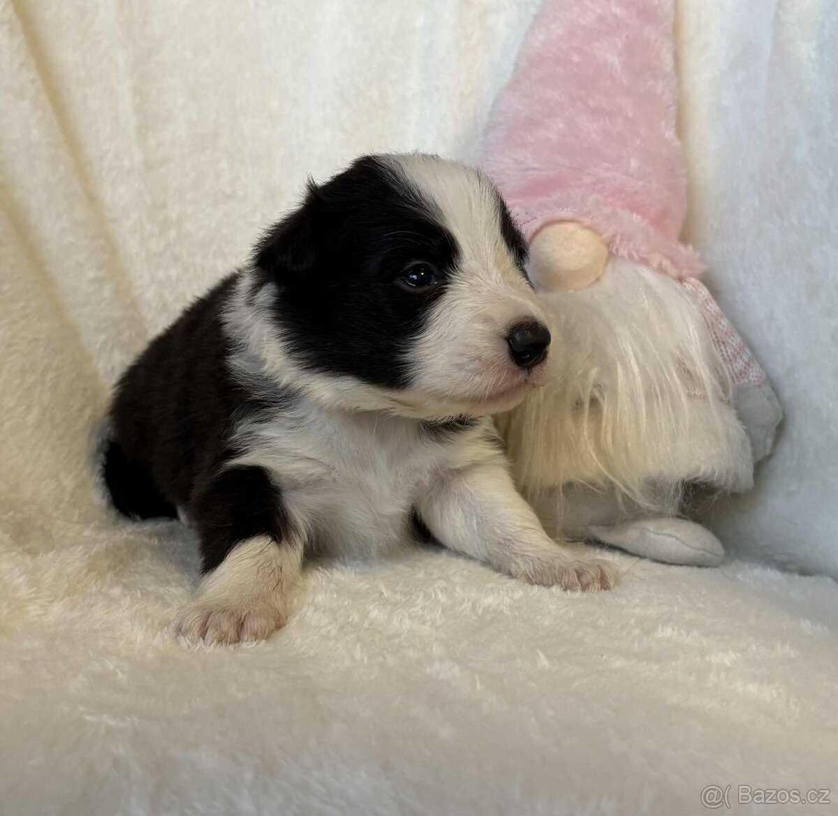 Border kolie s PP - 9