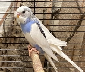 Prodám Andulky modrobílé - 9