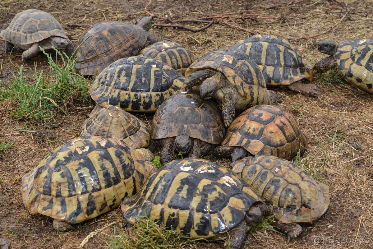 Prodám malé želvy + vybavená terária - 9