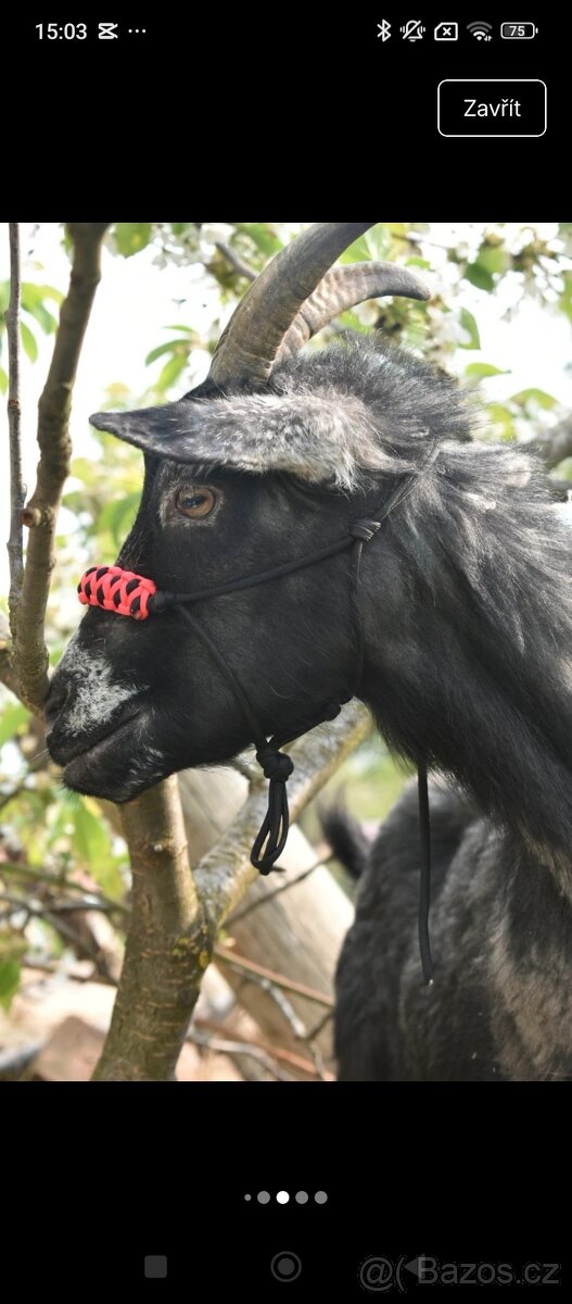 Ohlávka pro kozu/ovci - 9