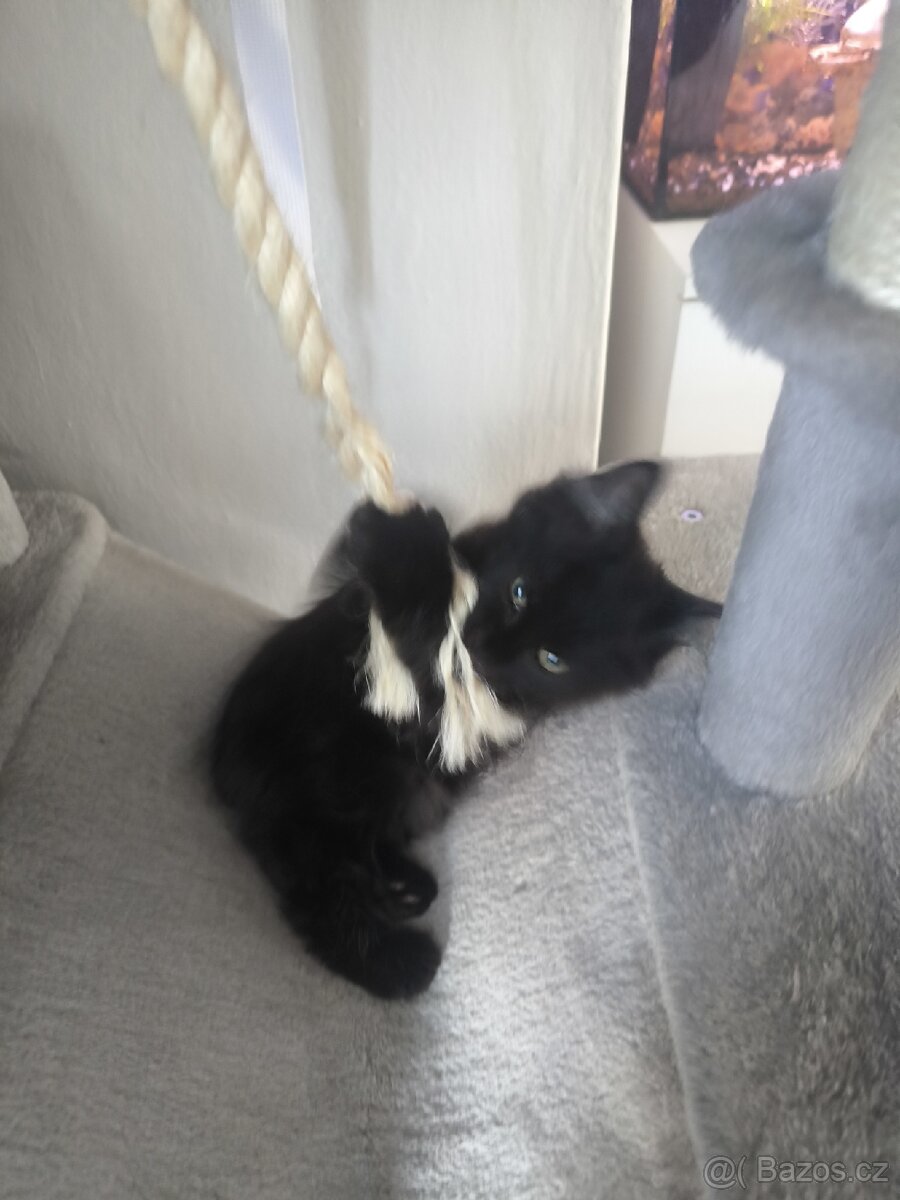 Mainská mývalí s PP - 9