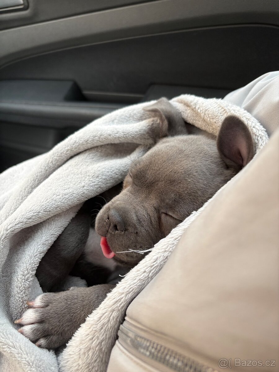 Stafordširský bulteriér - 9