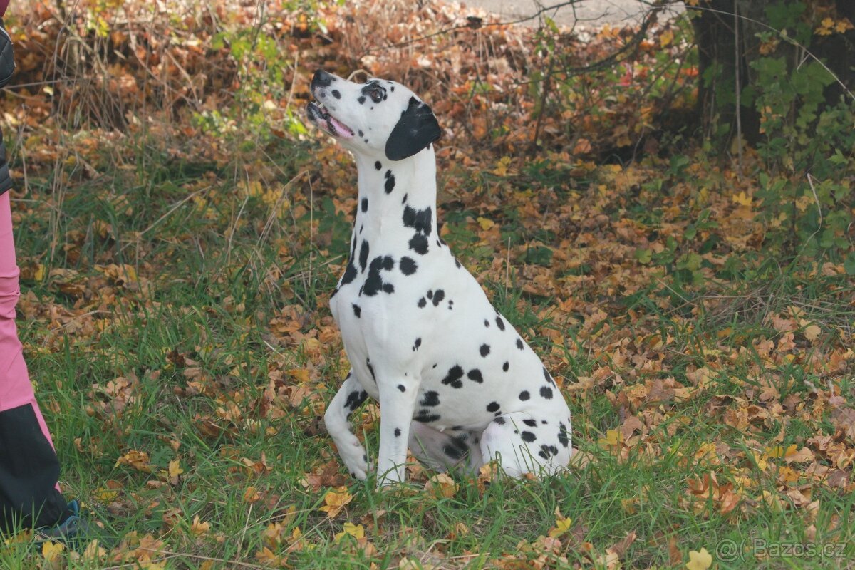štěně DALMATINA - 9